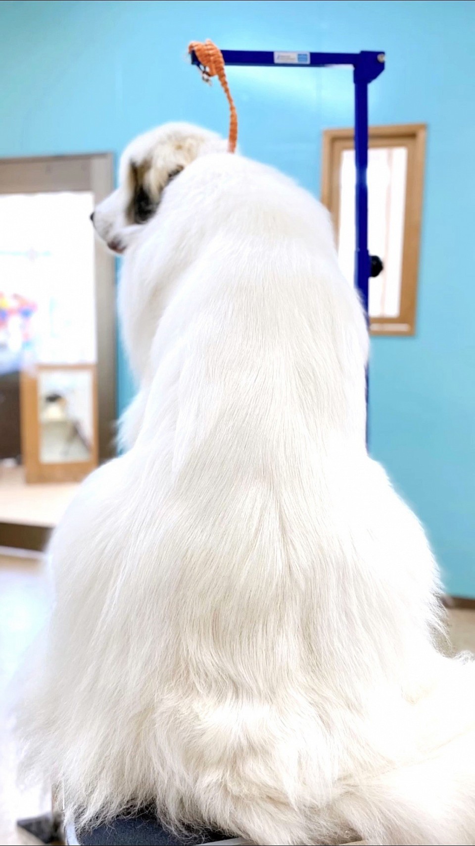福山市動物病院トリミング上手,福山市大型犬トリミング,福山市大型犬安い