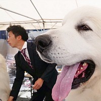 福山市トリミング安い, 福山市トリミング上手い,福山市トリミング大型犬安い,