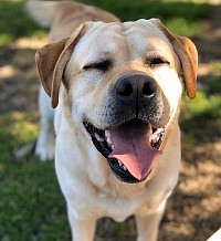 福山市動物病院トリミング上手,福山市大型犬トリミング,