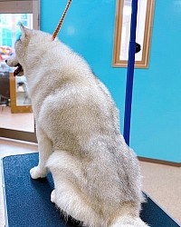 福山市動物病院トリミング上手,福山市大型犬トリミング, 福山市トリミングハスキー安い