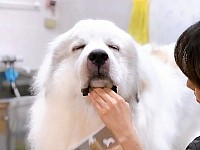 福山市動物病院トリミング上手,福山市大型犬トリミング,福山市トリミングピレニーズ安い