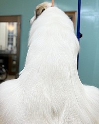 福山市動物病院トリミング上手,福山市大型犬トリミング,福山市トリミングピレニーズ安い