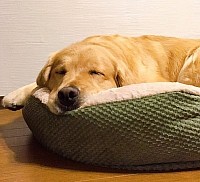 福山市動物病院トリミング上手,福山市大型犬トリミング,福山市ゴールデンレトリバー安い