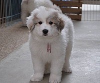 福山市トリミング大型犬オススメ安い